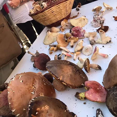 Il Castello Del Sole Gospodarstwo agroturystyczne Sellano